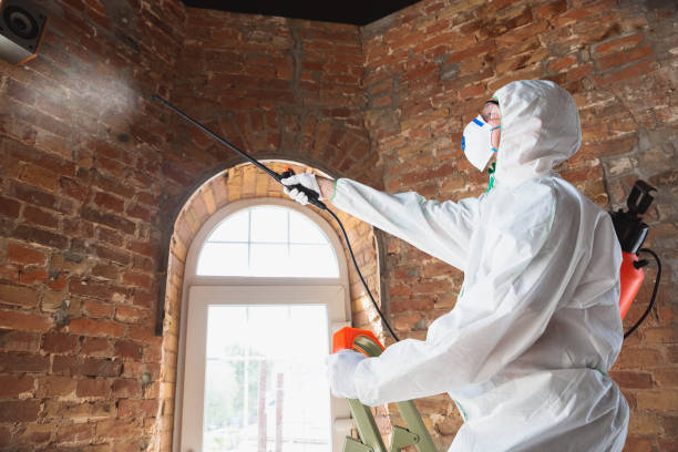 Reliable Brandywine Bay, NC Mold Removal & Remediation Solutions